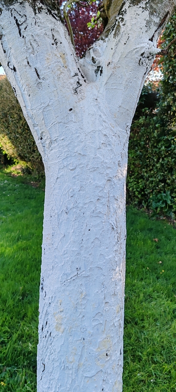 Blanc arobricol Pozzo Nuovo sur pommier